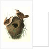 Short-billed Marsh Wren by John James Audubon