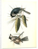 Crested Titmouse by John James Audubon