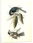 Crested Titmouse by John James Audubon