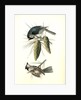Crested Titmouse by John James Audubon