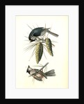 Crested Titmouse by John James Audubon