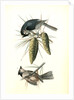 Crested Titmouse by John James Audubon