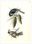 Crested Titmouse by John James Audubon