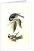Crested Titmouse by John James Audubon