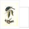 Crested Titmouse by John James Audubon