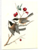 Black-cap Titmouse by John James Audubon
