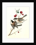 Black-cap Titmouse by John James Audubon