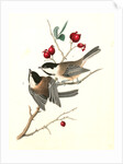 Black-cap Titmouse by John James Audubon