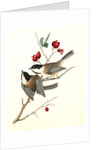Black-cap Titmouse by John James Audubon