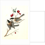 Black-cap Titmouse by John James Audubon