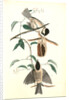 Carolina Titmouse by John James Audubon