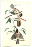Carolina Titmouse by John James Audubon