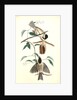Carolina Titmouse by John James Audubon