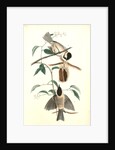 Carolina Titmouse by John James Audubon