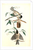 Carolina Titmouse by John James Audubon