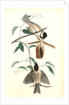 Carolina Titmouse by John James Audubon