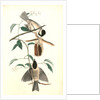 Carolina Titmouse by John James Audubon