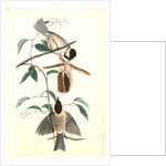 Carolina Titmouse by John James Audubon