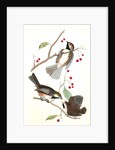 Hudson's Bay Titmouse by John James Audubon