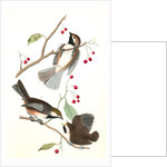 Hudson's Bay Titmouse by John James Audubon