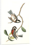 Chesnut-backed Titmouse by John James Audubon