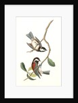 Chesnut-backed Titmouse by John James Audubon