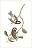 Chesnut-backed Titmouse by John James Audubon