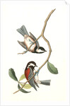 Chesnut-backed Titmouse by John James Audubon