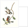Chesnut-backed Titmouse by John James Audubon