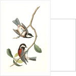 Chesnut-backed Titmouse by John James Audubon