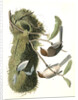 Chesnut-crowned Titmouse by John James Audubon