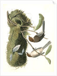 Chesnut-crowned Titmouse by John James Audubon