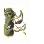 Chesnut-crowned Titmouse by John James Audubon