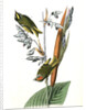 American Golden-crested Kinglet by John James Audubon