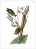 American Golden-crested Kinglet by John James Audubon