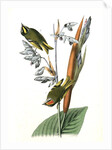 American Golden-crested Kinglet by John James Audubon