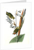 American Golden-crested Kinglet by John James Audubon