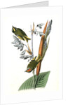 American Golden-crested Kinglet by John James Audubon