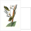 American Golden-crested Kinglet by John James Audubon
