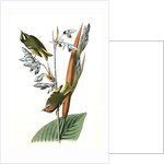 American Golden-crested Kinglet by John James Audubon