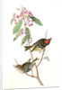 Ruby-crowned Kinglet by John James Audubon