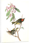 Ruby-crowned Kinglet by John James Audubon