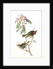 Ruby-crowned Kinglet by John James Audubon