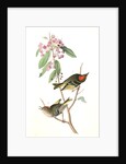 Ruby-crowned Kinglet by John James Audubon