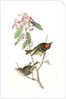 Ruby-crowned Kinglet by John James Audubon