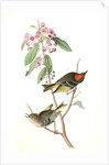 Ruby-crowned Kinglet by John James Audubon