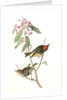 Ruby-crowned Kinglet by John James Audubon