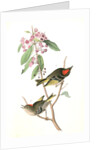 Ruby-crowned Kinglet by John James Audubon