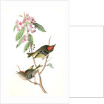 Ruby-crowned Kinglet by John James Audubon