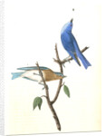 Arctic Blue Bird by John James Audubon